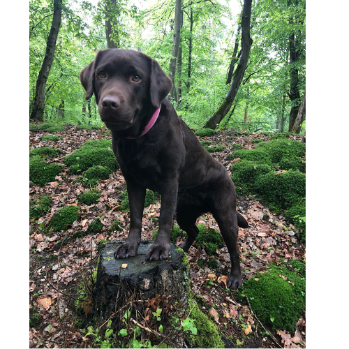 Spaziergänge mit unserer Labradorhündin stehen täglich auf meiner Bucket-List für den Herbst 2023. Das Bild zeigt unseren schokobraunen Labrador.