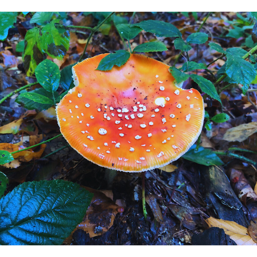 Das Bild zeigt einen Fliegenpilz im Wald. Zeit in der Natur zu verbringen steht auf meiner Bucketlist für den Herbst 2023.