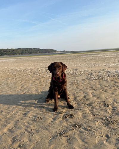 Schokobraune Labradorhündin Juno am Strand
