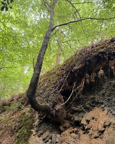Ein Baum mit gebogenem Stamm wächst aus einer erdigen Abbruchkante mit freiliegenden Wurzeln in ein grünes Blätterdach