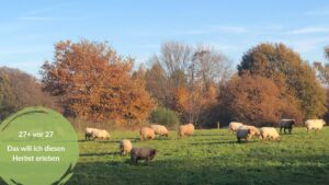 Meine To-Want-Liste für den Herbst 2026. Das Bild zeigt eine Schafherde auf einer sonnenbeschienenen Wiese, dahinter herbstlich gefärbte Bäume.