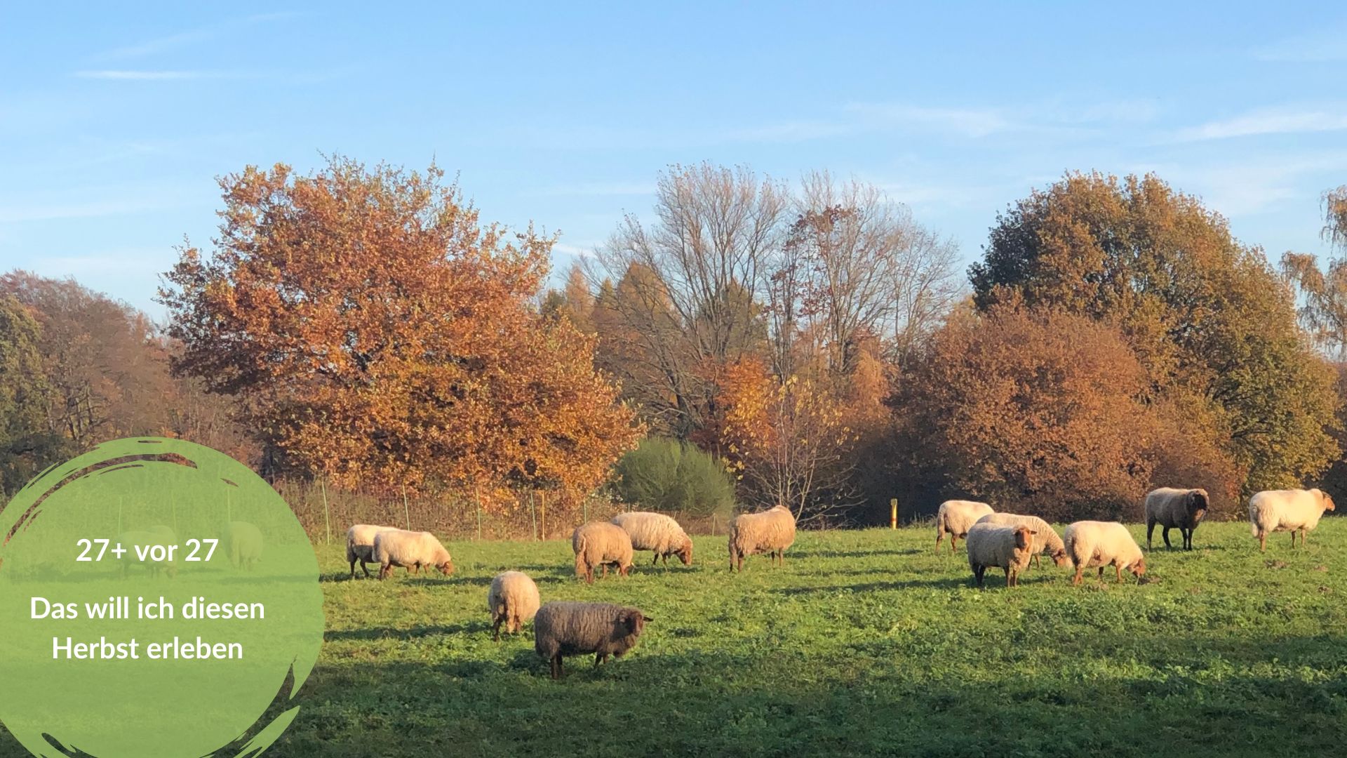 Meine To-Want-Liste für den Herbst 2026. Das Bild zeigt eine Schafherde auf einer sonnenbeschienenen Wiese, dahinter herbstlich gefärbte Bäume.