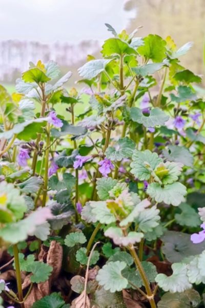 Gundermannpflane im Frühling mit lila Blüten