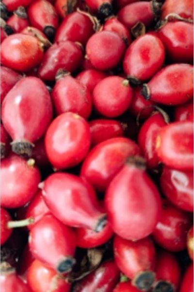 Das Bild zeigt die roten Früchte der Heckenrosehagebutten.