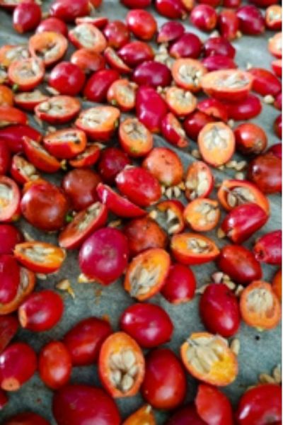Das Bild zeigt aufgeschnittene Hagebutten. Diese Wildpflane ist reich an Vitamin C und hilft gegen Herbstmüdigkeit.