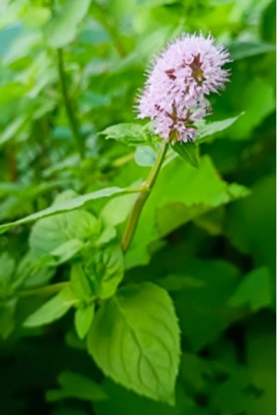 Bild der Wasserminze mit zartlila Blüte. Hervorragendes Kräuter gegen Herbstmüdigkeit.